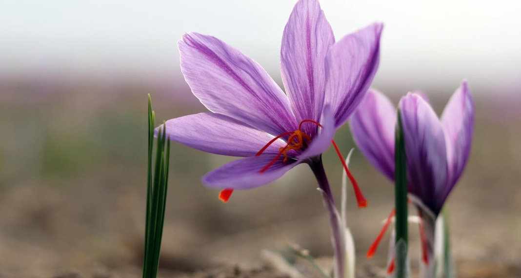 بازار سیاه جهانی برای طلای سرخ ایرانی!