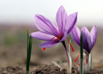 بازار سیاه جهانی برای طلای سرخ ایرانی!