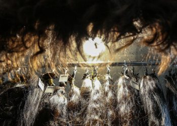 سوداگری موی طبیعی؛ قانونی اما غیراخلاقی و غیرانسانی