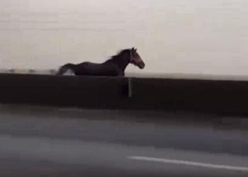 اسب سرگردان در اتوبان تهران ساوه + فیلم