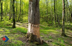 بی‌رحمی قاچاقچیان چوب با کت‌زنی درختان +فیلم