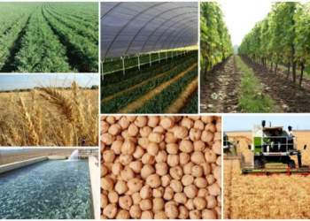 هوش مصنوعی به کمک کشاورزان می‌آید