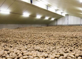 سیب زمینی ۴۰ درصد ارزان شد