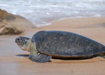 نجات جان یک لاکپشت در خطر انقراض توسط گردشگران کیش + فیلم