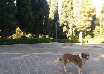 گلایه شهروندان تهرانی از افزایش سگ‌های ولگرد