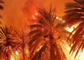 زخم دوباره آتش بر پیکر باغ‌های کهنسال هرمزگان