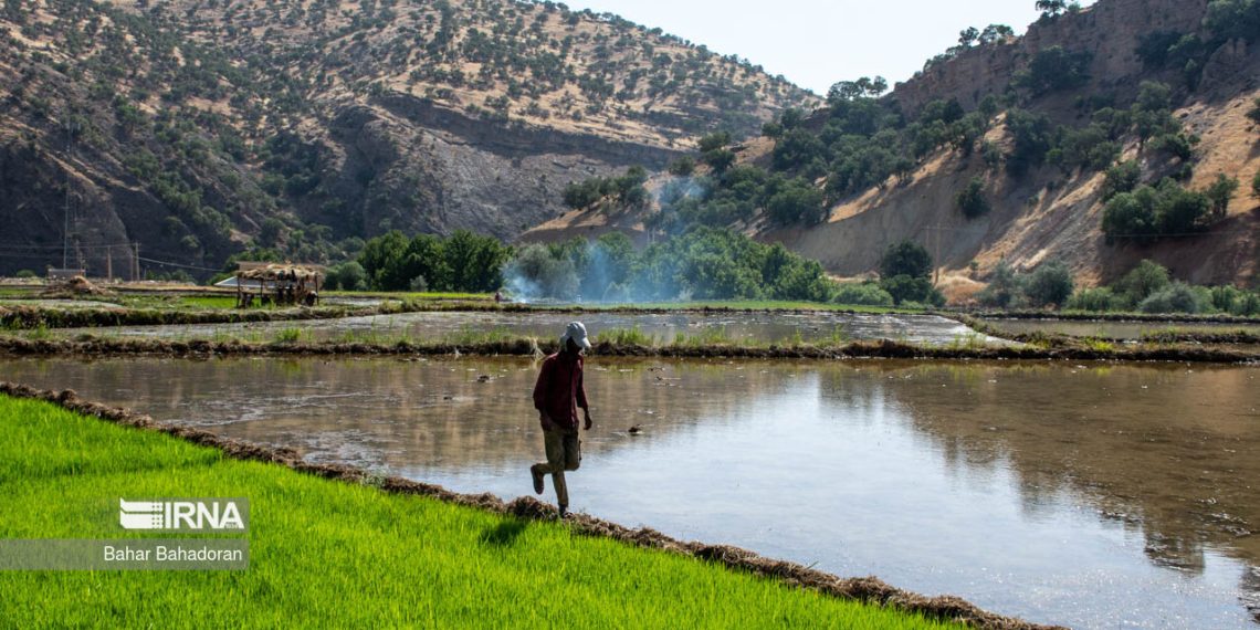 کشت بی‌رویه برنج در استان‌ های کم‌آب؛ سیاست‌های تشویقی ناکام ماند