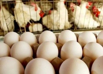 کاهش ۵۰ درصدی قیمت تخم مرغ