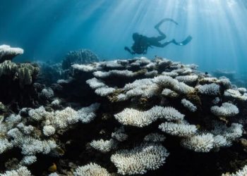 به نقل از روابط عمومی مرکز پژوهش‌های مجلس شورای اسلامی، بابک نگاهداری، از پیمایش صورت گرفته در موسسه افکارسنجی ملت در دی ماه ۱۴۰۳ در خصوص تصویر ایران آینده خبر داد و درباره نتایج آن گفت: در این پیمایش ۷۶.۷ درصد از مردم وضعیت فعلی قدرت نظامی کشور را خوب یا خیلی خوب ارزیابی می‌کنند و در کنار آن ۶۳.۴ درصد از مردم نیز معتقدند در ۲۰ سال آینده وضعیت قدرت نظامی کشور بهتر می‌شود.  وی با بیان اینکه براساس نتایج این نظرسنجی، ۷۶.۱ درصد از مردم، وضعیت علم و فناوری کشور را خوب یا خیلی خوب عنوان کرده‌اند، تصریح کرد: ۶۸.۷ درصد از مردم معتقد هستند که وضعیت علم و فناوری در ۲۰ سال آینده در کشور بهتر خواهد شد.  رییس مرکز پژوهش‌های مجلس، توضیح داد: براساس نظرسنجی موسسه افکارسنجی ملت، بیش از نیمی از مردم یعنی حدود ۵۵ درصد، وضعیت فعلی بهداشت و درمان کشور را خوب یا خیلی خوب ارزیابی می‌کنند.  وی با بیان اینکه نیمی از مردم در این نظرسنجی وضعیت فعلی آزادی‌های اجتماعی را خوب یا خیلی خوب دانسته‌اند، یادآور شد: نتایج این نظرسنجی نشان می‌دهد بیش از ۷۰ درصد مردم در خصوص اینکه اگر هنگام تولد این امکان داشت که شخص خودش کشور محل تولدش را انتخاب کند، عنوان نموده‌اند که همچنان ایران را به عنوان محل تولد خود انتخاب می‌کنند.  وی با بیان اینکه براساس این نظرسنجی ۶۳.۱ درصد از مردم به آینده کشور امیدوار هستند، خاطرنشان کرد:  براساس نتایج این نظرسنجی، مردم مهم‌ترین سرمایه‌ کشور برای ساخت آینده ایران را ۳۵.۲ درصد جوانان و نیروی انسانی، ۳۳.۵ درصد علم و فناوری، ۱۸.۳ معادن و منابع انرژی، ۱۶.۴ درصد ایمان و معنویت، ۶.۵ درصد میراث تاریخی و گردشگری، عنوان کرده‌اند.
