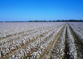 بخت سیاه طلای سفید/ چرخ کارخانجات پنبه از حرکت ‌ایستاد!