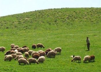 چرای بی‌رویه؛ عامل مرگ تدریجی مراتع ایران
