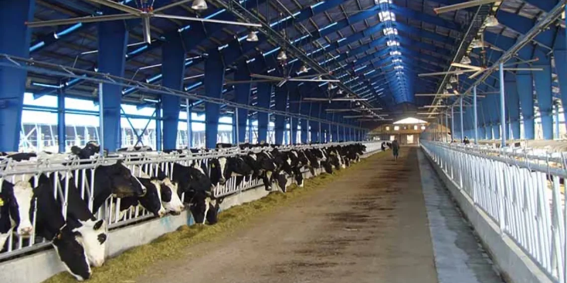 قیمت دام زنده امروز ۱۵ اردیبهشت ۱۴۰۴/ نوسان بازار افزایش یافت + جدول