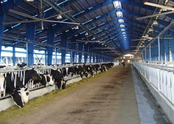 قیمت دام زنده امروز ۱۵ اردیبهشت ۱۴۰۴/ نوسان بازار افزایش یافت + جدول