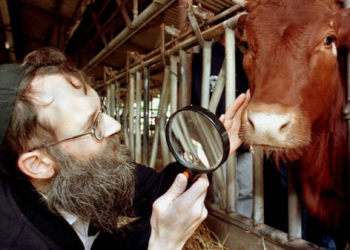 امنیت اسرائیل با ۱۸ گاو به خطر افتاد!