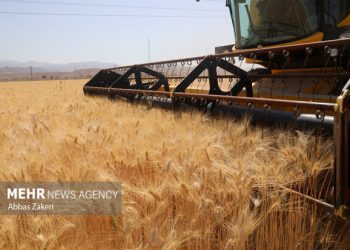 نرخ خرید تضمینی گندم ۱۴۰۵-۱۴۰۴ تا پایان خرداد تعیین می‌شود
