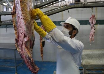نکات بهداشتی ذبح دام در عیدقربان/گوشت دام را تا۲۴ساعت نخورید