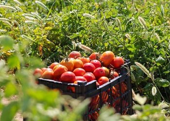 پایش سلامت ۸ محصول خام کشاورزی توسط سازمان غذا و دارو