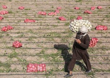 خرید توافقی پیاز از امروز آغاز می‌شود