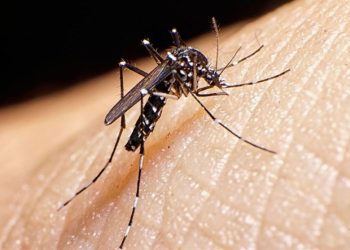 شناسایی ۱۲۲ مبتلا به تب دنگی در کشور/صید پشه آئدس در ۸ استان