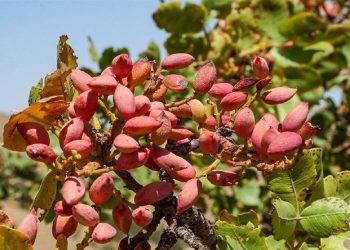 ۳۰۰ هزار تن پسته سال گذشته تولید شد/ رشد ۱۴۳ درصدی صادرات