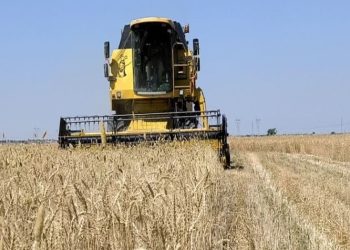 خرید تضمینی گندم به ۳ میلیون و ۱۵۰ هزارتن رسید