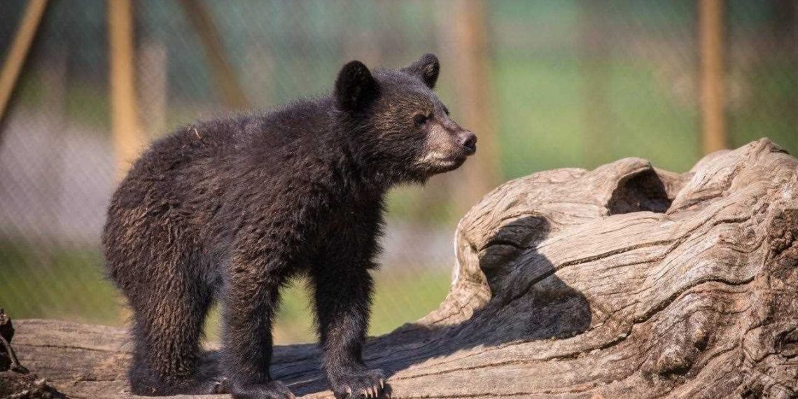 گم شدن توله خرس پردیسان؛ افتضاح سازمان محیط زیست