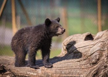 گم شدن توله خرس پردیسان؛ افتضاح سازمان محیط زیست