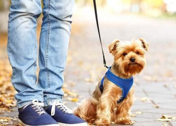 سگ گردانی در همدان ممنوع شد