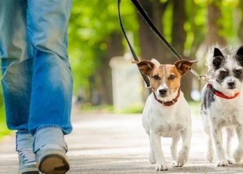 دادستان ری: سگ‌گردانی در سطح شهرستان ممنوع است