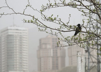 هوای تهران برای گروه‌های حساس ناسالم است