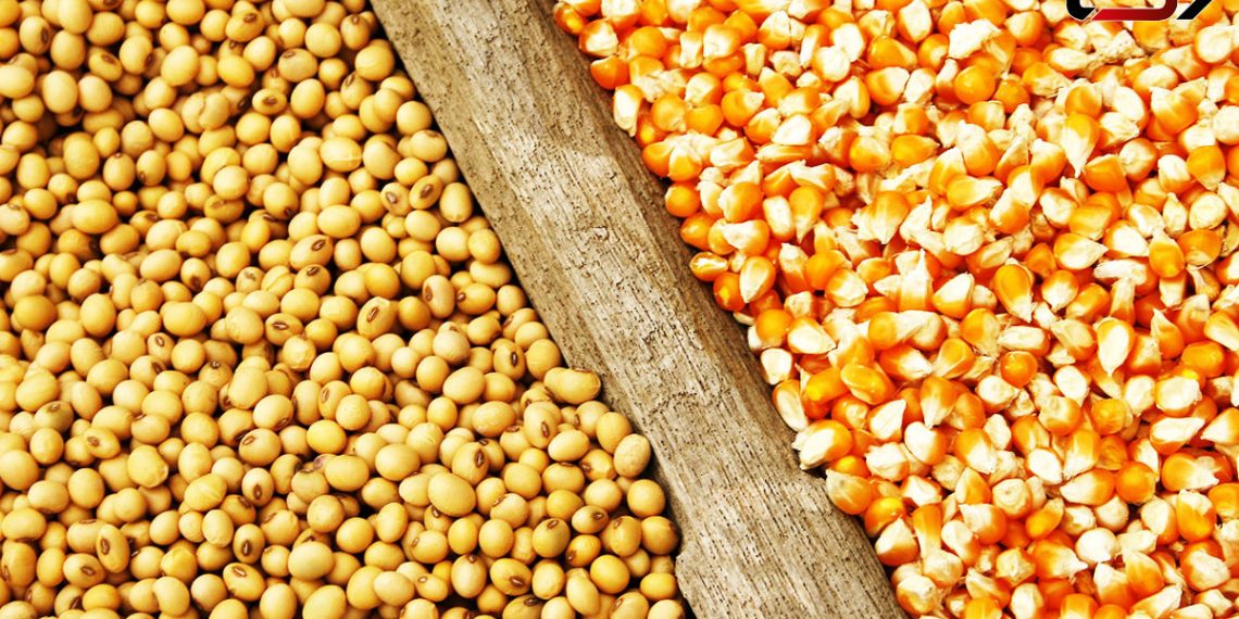 قیمت مصوب جدید نهاده‌های دامی، روغن و شکر خام اعلام شد