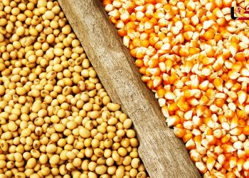 قیمت مصوب جدید نهاده‌های دامی، روغن و شکر خام اعلام شد