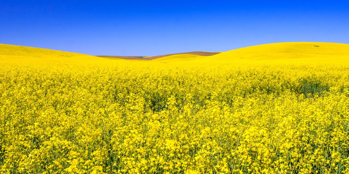 کاهش ۲۰ درصدی تولید کلزا/ محدودیت منابع آبی عامل اصلی