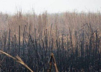 ادامه آتش سوزی در بخش عراقی هورالعظیم